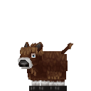 Bison Calf