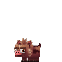 Boar Piglet