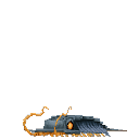 Black Trilobite