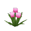 Allium